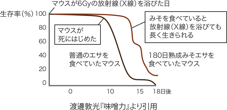 マウスが6Gyの放射線（X線）を浴びた日 生存率（％） マウスが死にはじめた 普通のエサを食べていたマウス みそを食べていると放射線（X線）を浴びても長く生きられる 180日熟成みそエサを食べていたマウス 渡邊敦光『味噌力』より引用